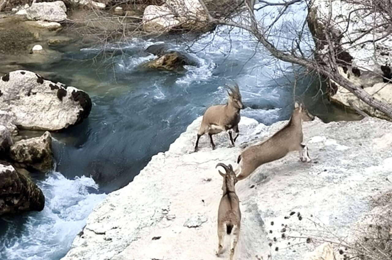 Tağar Çayı kıyısına neşe katan dağ keçileri, vatandaşlarla iç içe görüntüler sunuyor