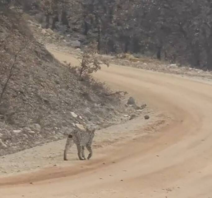 Tunceli’de kırmızı listedeki vaşak görüntülendi