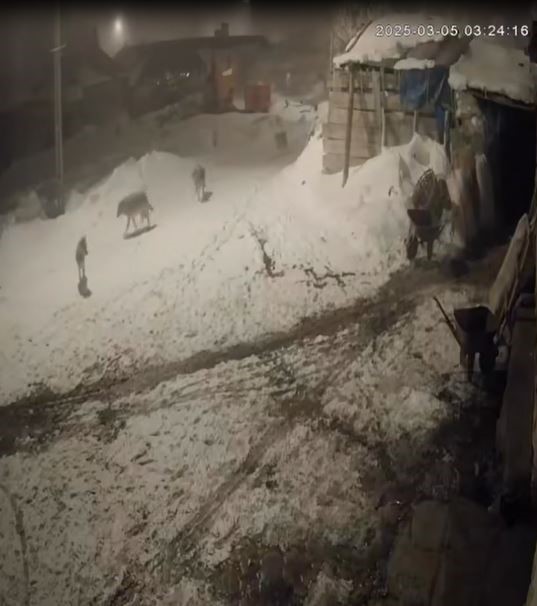 Aç kalan kurtlar 2 köpeğe saldırdı