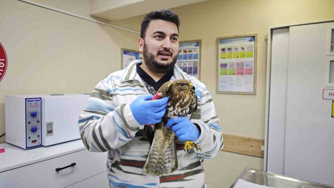 Artvin’de yaralı puhu kuşu tedavi altına alındı