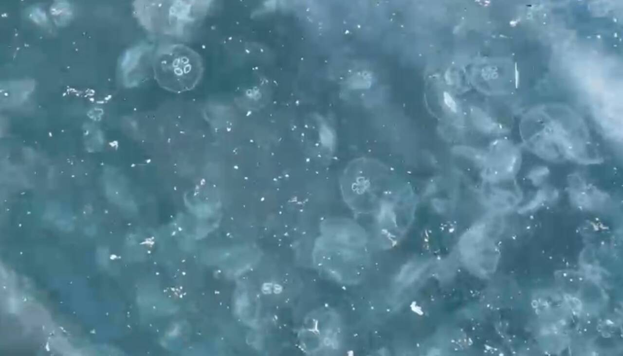 Beşiktaş Sahilinde Deniz Anası Yoğunluğu Şaşkınlığa Yol Açtı