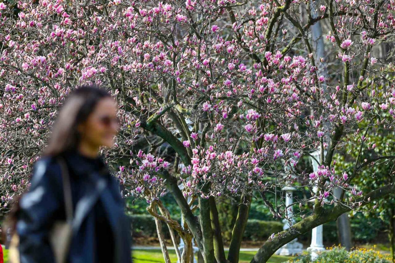 Ihlamur Kasırları’nda baharın müjdecisi manolya ağaçları çiçek açtı