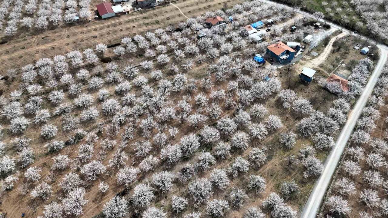 Malatya'da kayısı ağaçları çiçek açtı, üreticiler don korkusuyla endişeli!