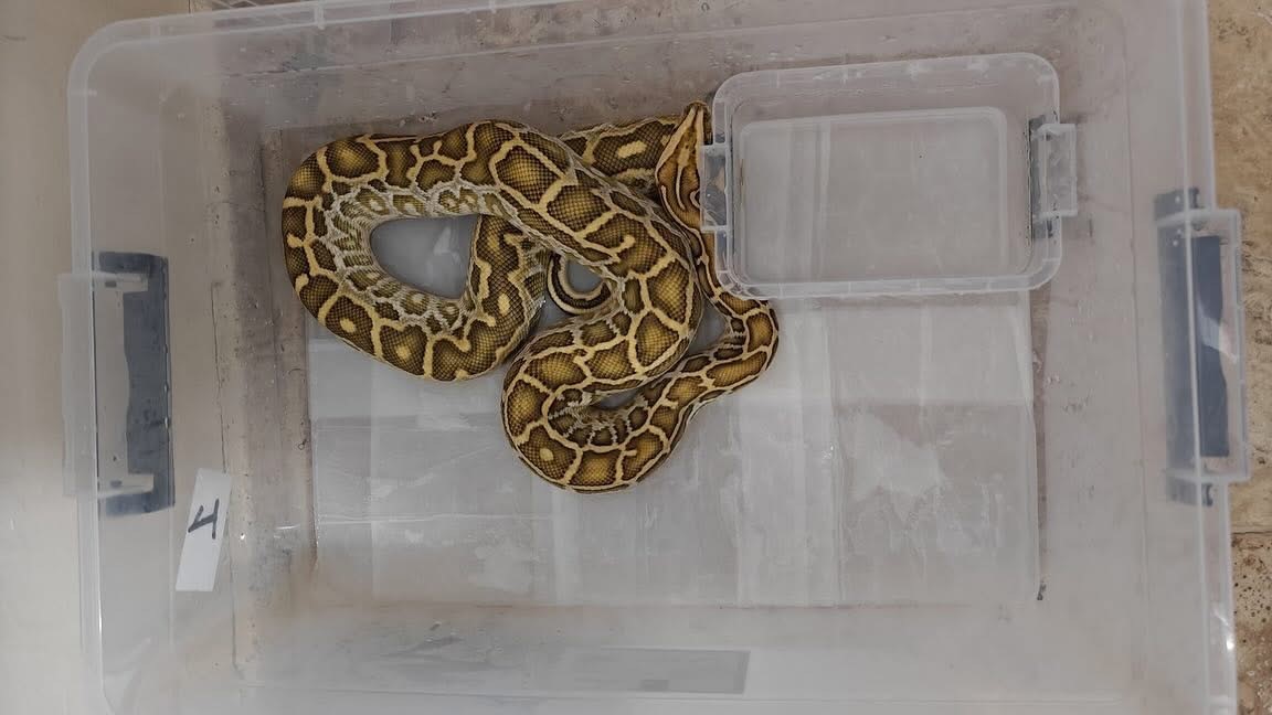 Sivas’ta 4 egzotik yılan ve tarantula ele geçirildi