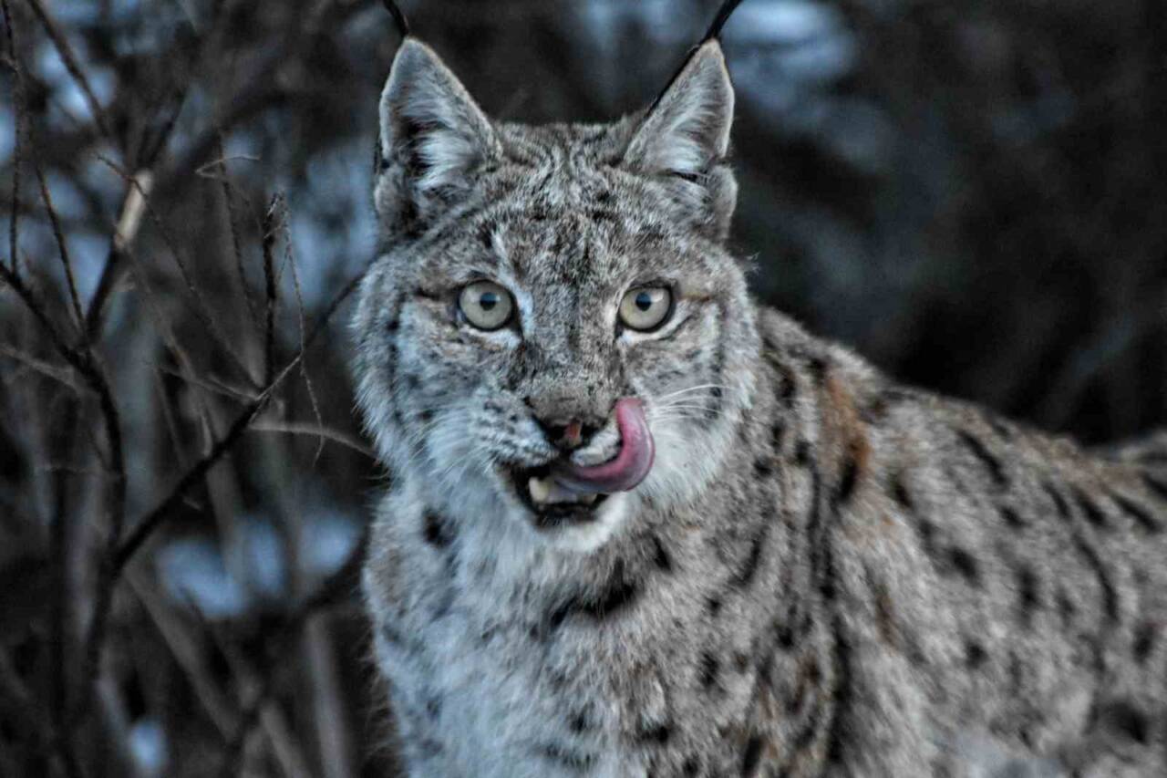 Tunceli'de doğa fotoğrafçısı Umut Bulut, hayalini gerçekleştirdi ve vaşağı görüntülemeyi başardı