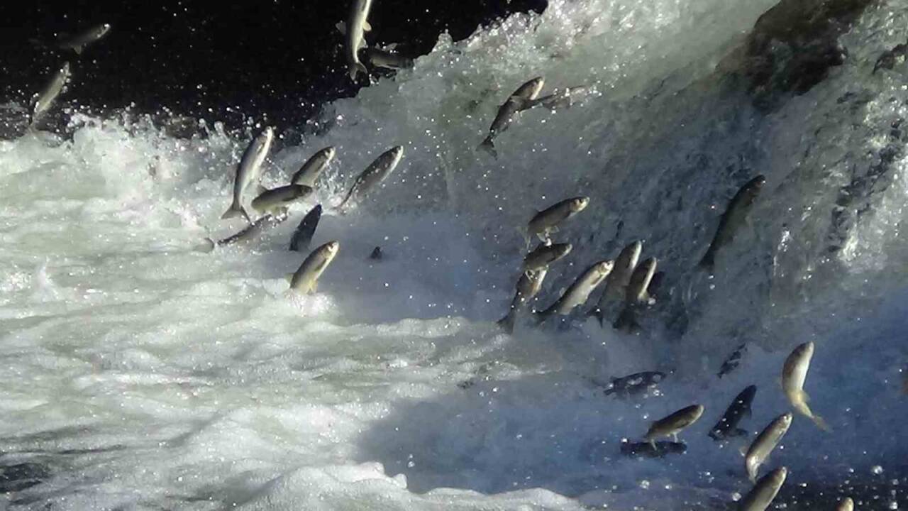 Dr. Öğretim Üyesi Mustafa Akkuş; 