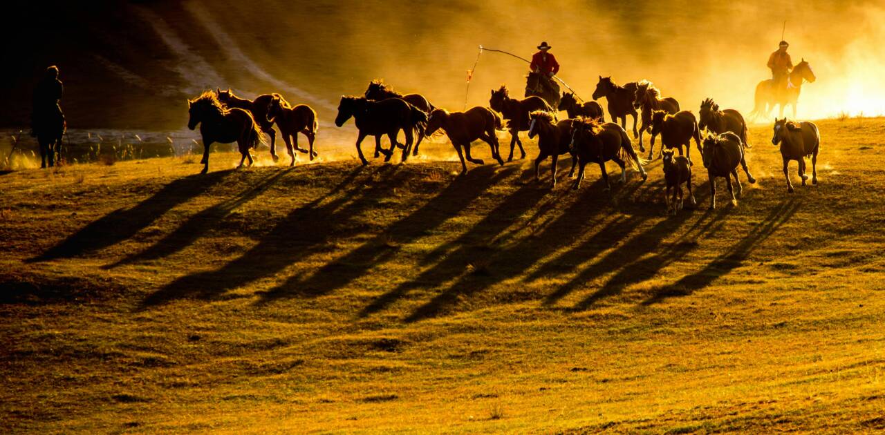 Alevlere Koşan Atlar