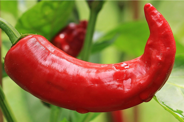 Ticaret Bakanlığı’ndan biber fiyatları hakkında denetim açıklaması