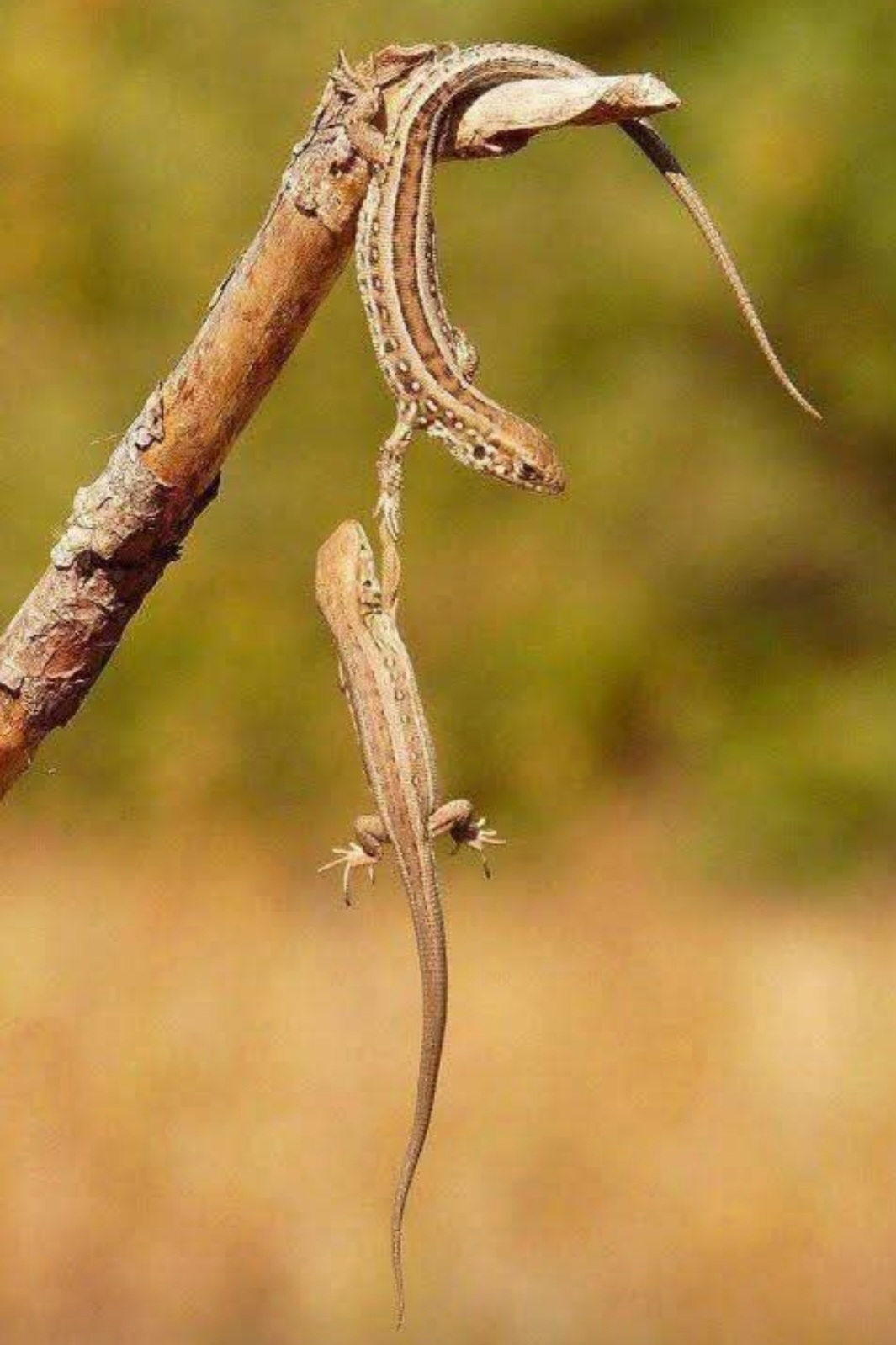 Kırılmadan Değil, Vazgeçmeden Yaşamak