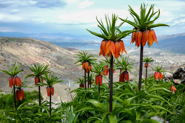 Ergani Sakız Dağı’nda ters laleler çiçek açtı