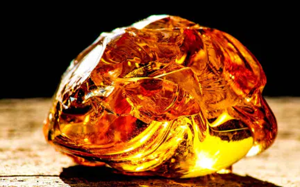 385 Milyon Yıllık Kehribar Bilim Dünyasını Şaşırttı