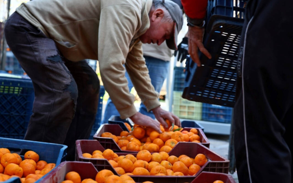Bodrum’da mandalin üreticisine 5 milyon TL destek sağlandı