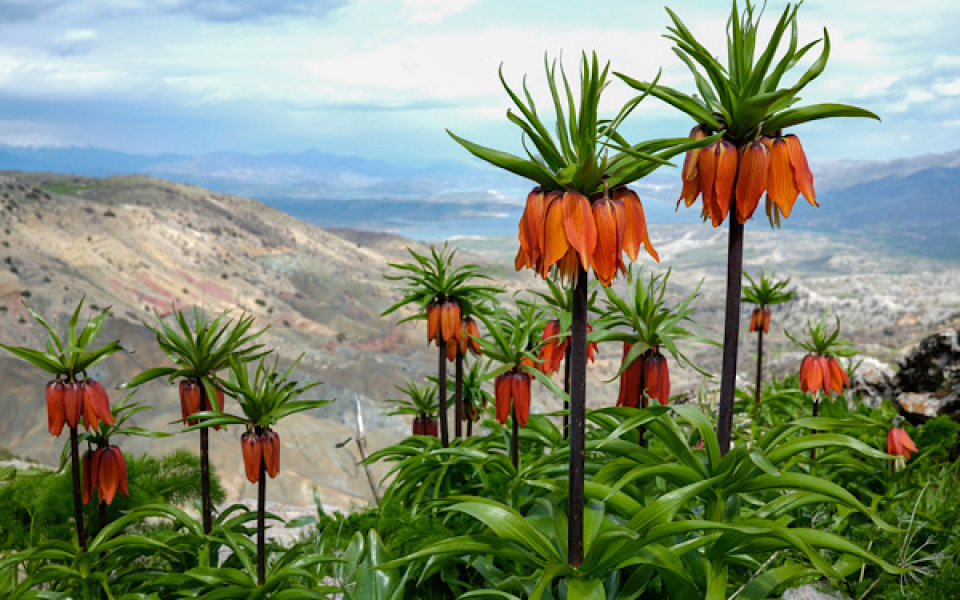 Ergani Sakız Dağı’nda ters laleler çiçek açtı