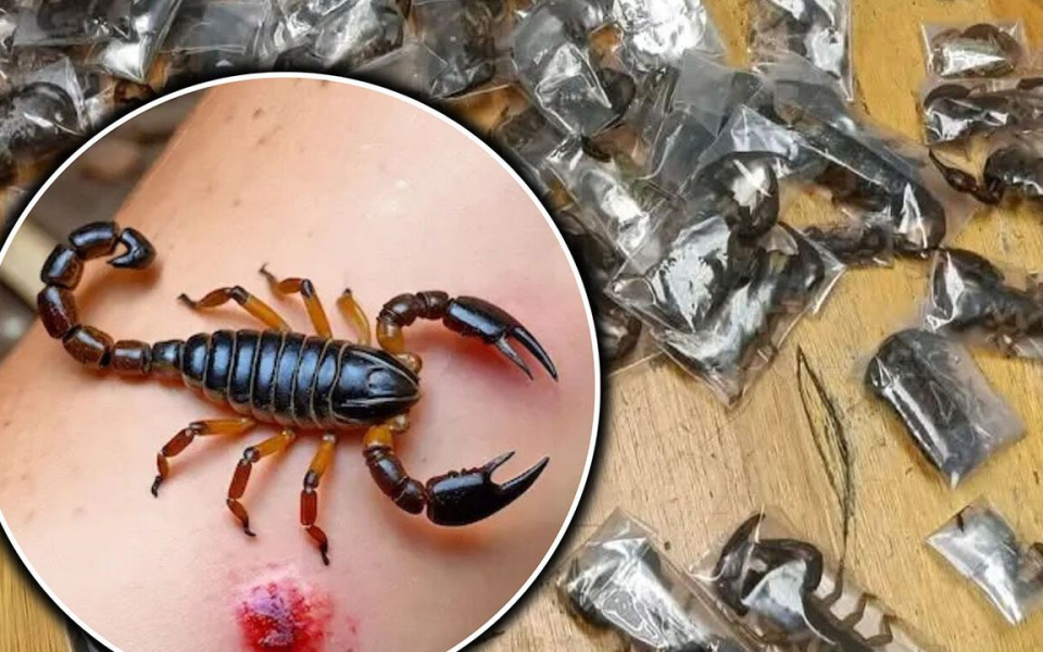 Havalimanında Şoke Eden Kaçakçılık! Kıyafetlerin Arasına Gizlenmiş 150 Canlı Zehirli Akrep Ele Geçirildi