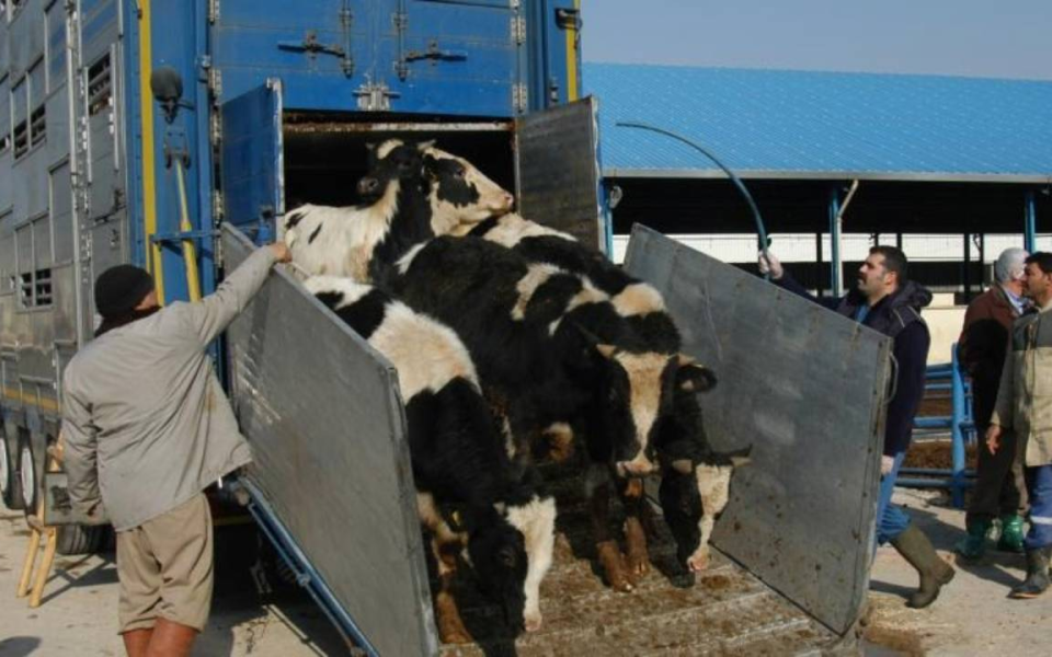 Hayvancı da nakliyeci de mağdur: Hafta sonu pazar var, sevk raporu yok