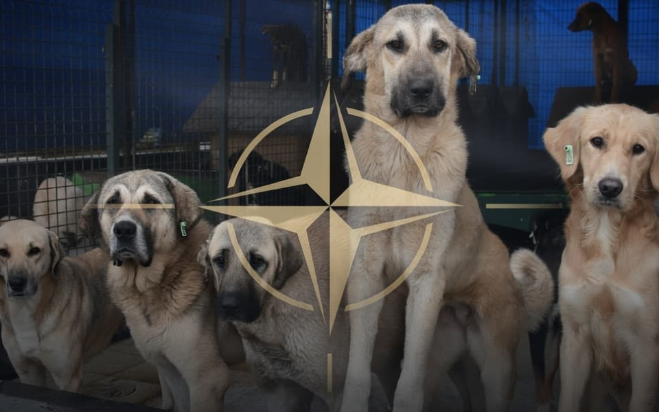 NATO Zirvesi Öncesi Sokak Köpekleri İçin Talimat